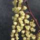 Stachyurus C�lina