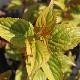 Stachyurus C�lina
