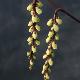 Stachyurus C�lina