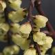 Stachyurus C�lina