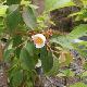Stewartia rostrata