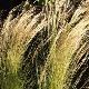 Stipa tenuifolia