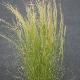 Stipa tenuifolia