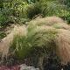 Stipa tenuifolia