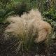 Stipa tenuifolia