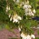 Styrax du Japon