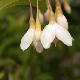 Styrax du Japon