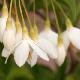 Styrax du Japon