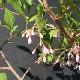 Styrax � fleurs roses