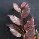 Sycoparrotia Purple Haze