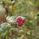 Symphorine � fruits roses