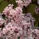 Lilas Jos�e