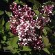 Lilas � feuilles lacini�es
