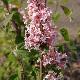 Lilas � feuilles lacini�es