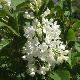 Lilas Madame Lemoine