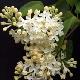 Lilas Primrose