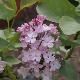 Lilas � fleurs de jacinthe