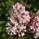 Lilas de Miss Preston violet