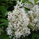 Lilas de Miss Preston blanc