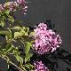 Lilas de Rouen