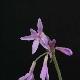 Tulbaghia panach�