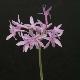 Tulbaghia panach�