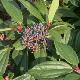 Viorne davidii