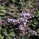 Vitex � feuilles pourpres