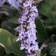 Vitex � feuilles pourpres