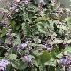 Vitex � feuilles pourpres
