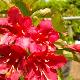 Weigelia Bristol Ruby