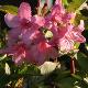 Weigelia  Conqu�te