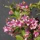 Weigelia  Conqu�te