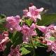Weigelia  Conqu�te