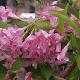 Weigelia  Conqu�te