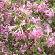 Weigelia  Conqu�te