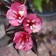 Weigelia Alexandra