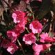 Weigelia Alexandra