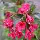 Weigela Venusta