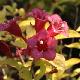 Weigela dor� Jean's Gold