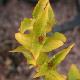 Weigela dor� Jean's Gold