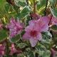 Weigelia hollandais panach�