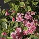 Weigelia hollandais panach�