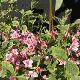 Weigelia hollandais panach�