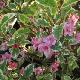 Weigelia hollandais panach�