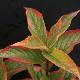 Weigelia hollandais panach�
