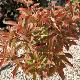 Weigelia hollandais panach�