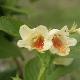 Weigelia � fleurs jaunes