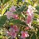 Weigelia nain panach�