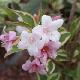 Weigelia nain panach�